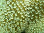 54- Polypes a 8 tentacules d'un alcyonaire - Gadji